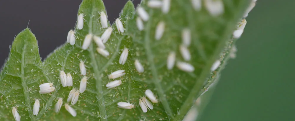 What is wrong with my cannabis plant? Whitefly